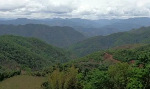 2021那罕古樹秋茶特點？