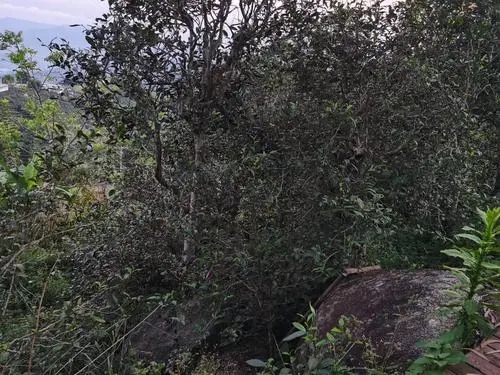 2021年那罕古樹秋茶價(jià)格是多少？