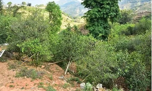 2021那罕古樹秋茶為何被稱為小昔歸？