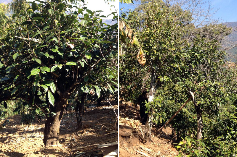 2021年忙肺古樹秋茶特點(diǎn)是什么？