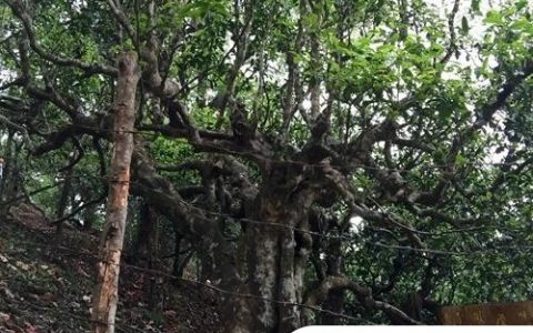 2021年忙肺古樹秋茶臨滄四大名茶之一！