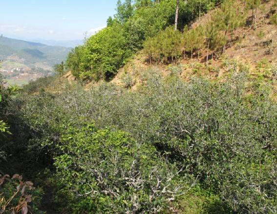 2021年梅子箐古樹秋茶特點(diǎn)是什么？