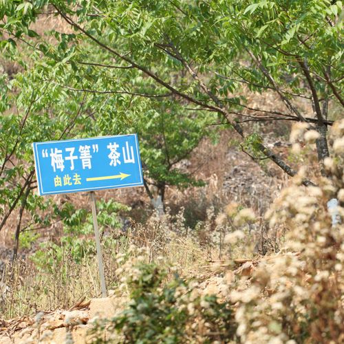 2021年梅子箐古樹秋茶口感！