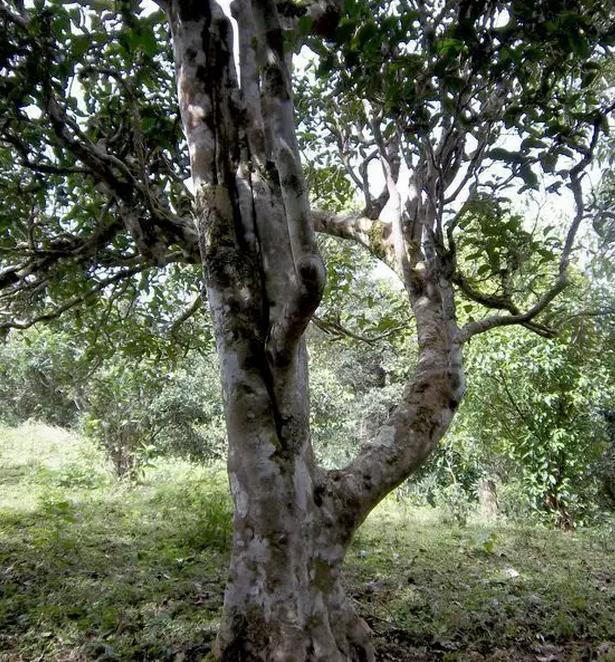 2021年巖子頭古樹秋茶，亂石出好茶！