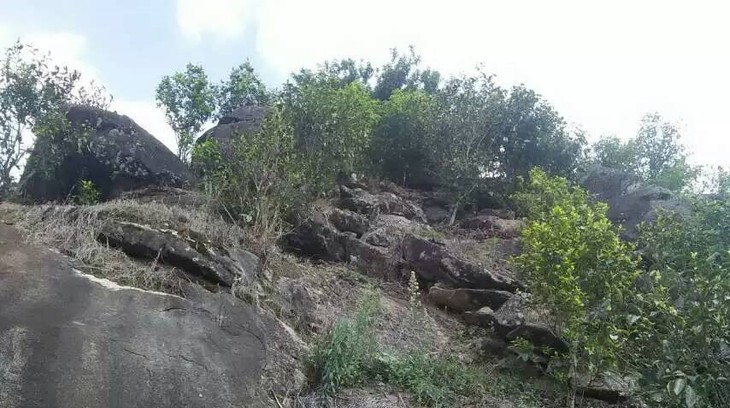 2021年巖子頭古樹秋茶內(nèi)含物質(zhì)可以和昔歸古樹毛茶相娉美·！