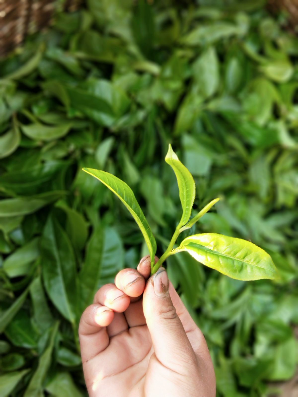 2021年馬鞍山古樹秋茶特點(diǎn)是什么？