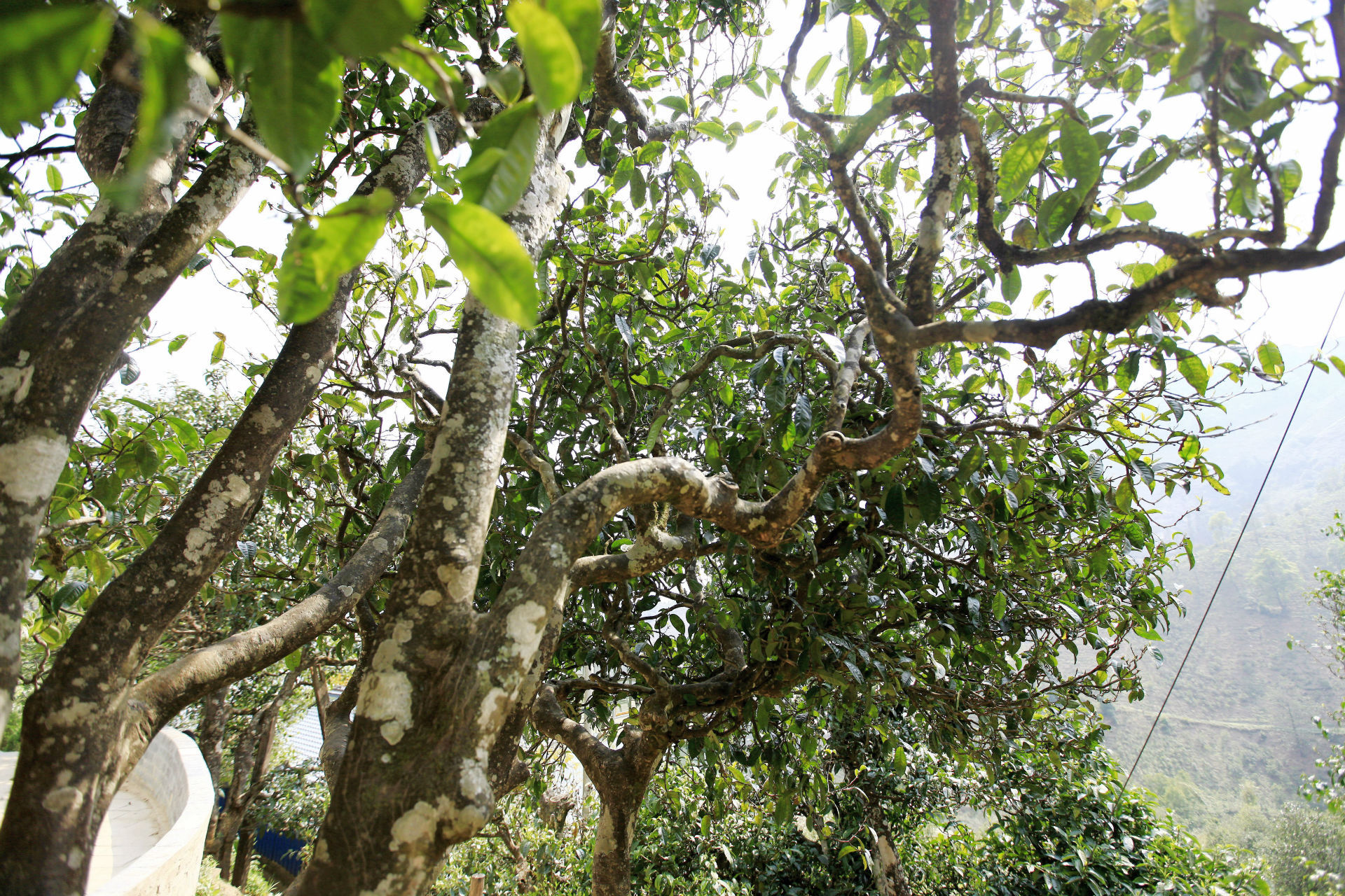 2021年馬鞍山古樹秋茶價(jià)值如何？