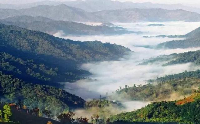 2021白鶯山古樹秋茶特點(diǎn)？