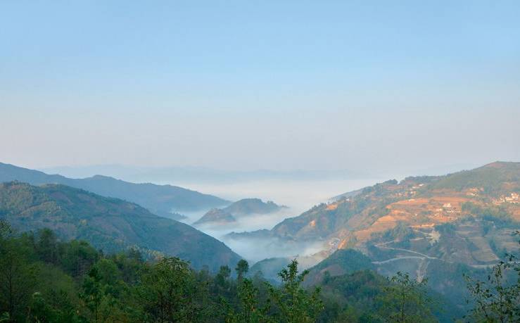 2021年白鶯山古樹秋茶白鶯聚居之地，普洱茶樹的天堂