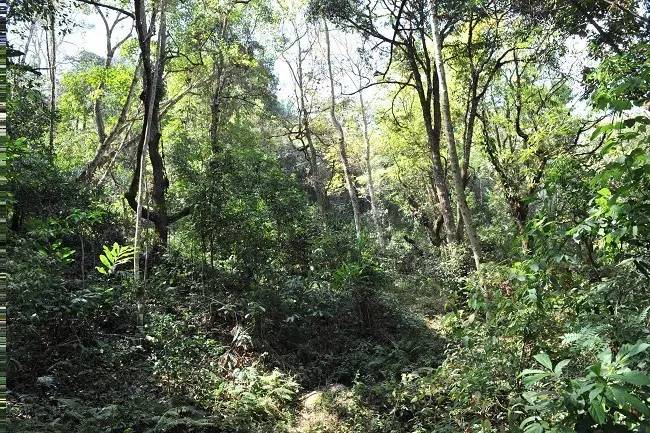 2021年老班章古樹秋茶特點？