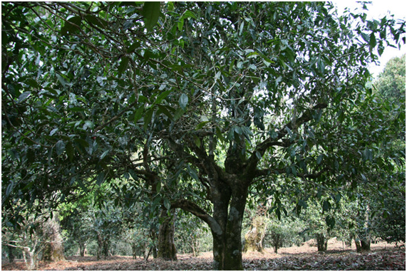 2021年老班章古樹秋茶多少錢一公斤？