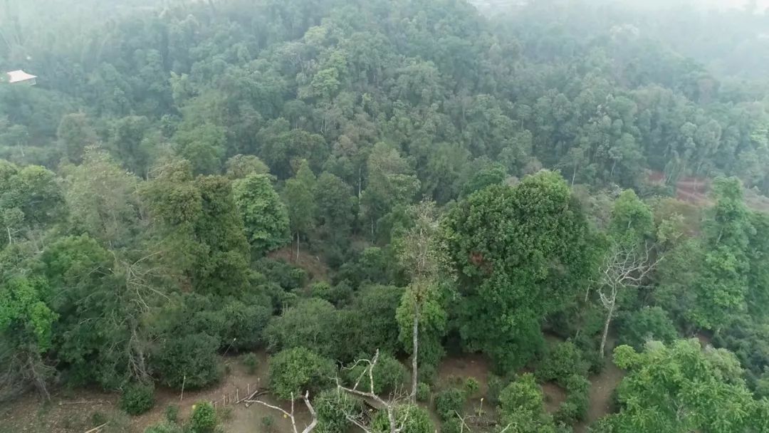 2021年新班章古樹秋茶口感是什么？