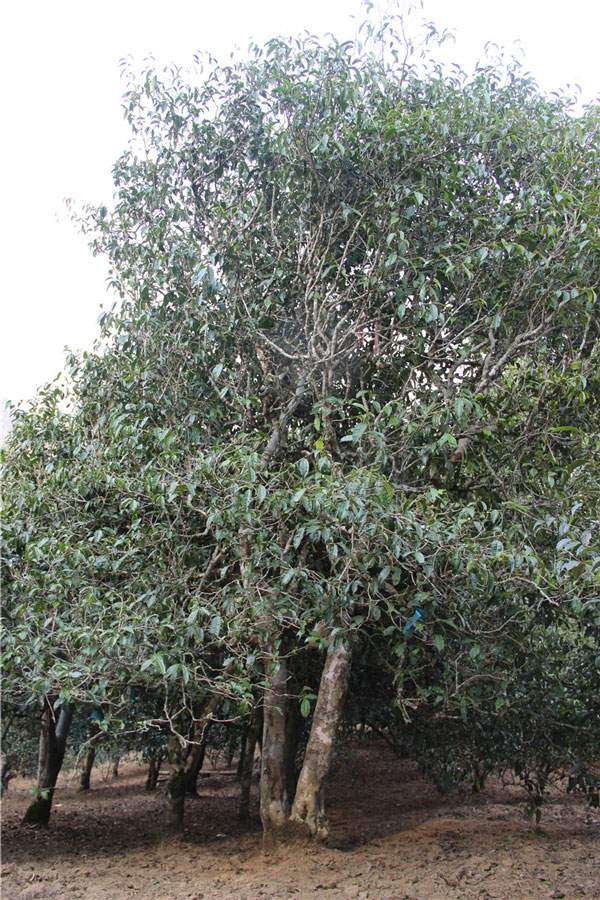 2021年新班章古樹秋茶品鑒！