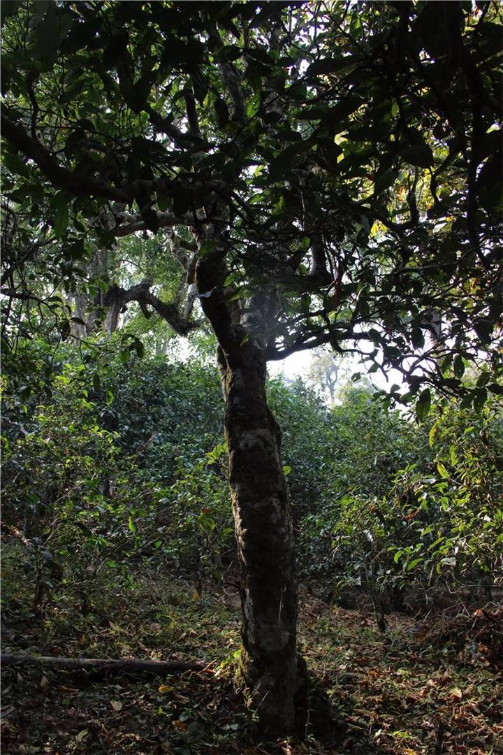 2021年老曼峨古樹秋茶口感是什么？