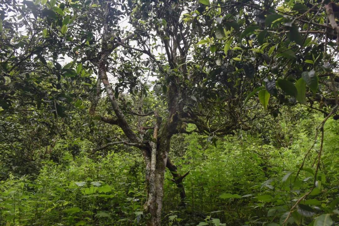 2021年班章茶區(qū)壩卡囡古樹秋茶口感？