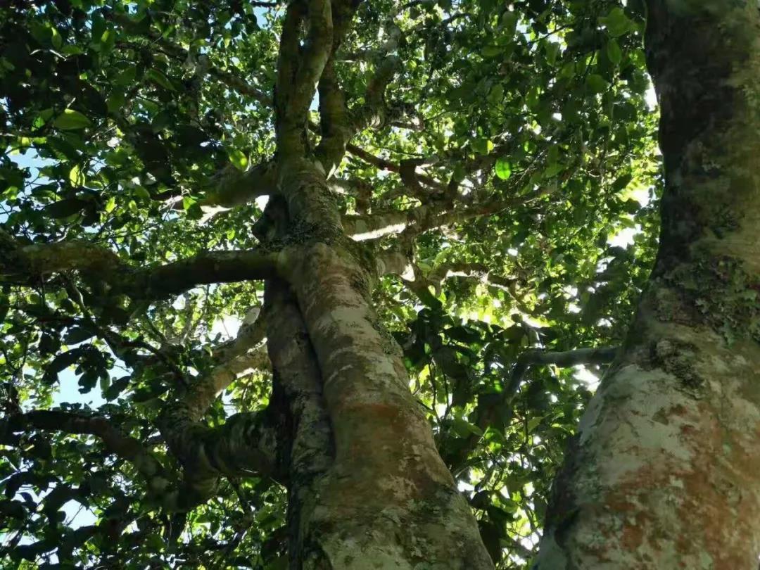 2021年班章茶區(qū)壩卡囡古樹秋茶特點(diǎn)？