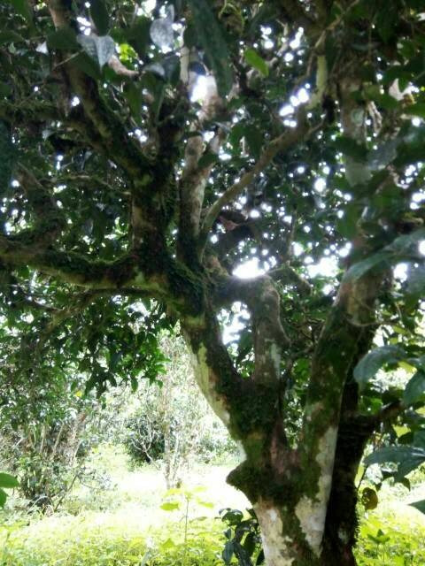 2021年班章茶區(qū)壩卡囡古樹秋茶多少錢一公斤？