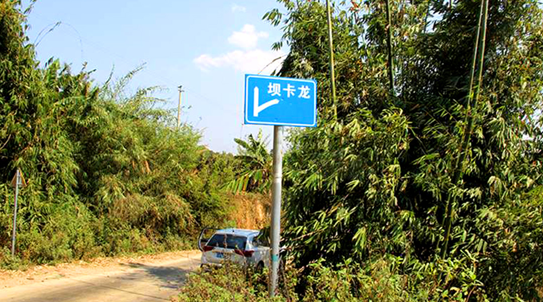 2021班章茶區(qū)壩卡竜古樹秋茶特點！