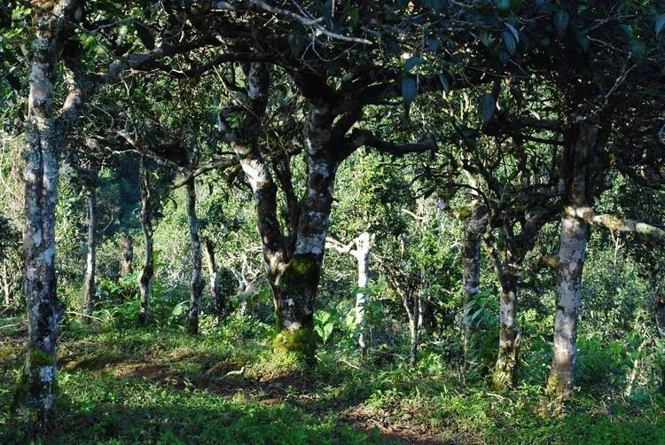 2021年賀開古樹秋茶口感！