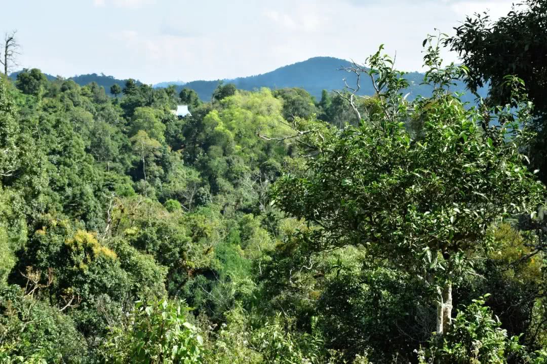 2021年賀開古樹秋茶品鑒實錄！