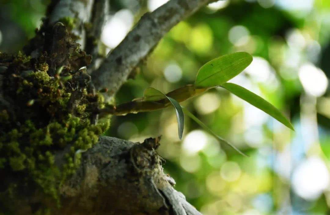 2021年賀開古樹秋茶多少錢一公斤？