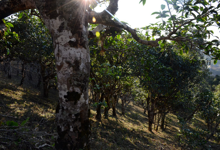 2021年班盆古樹秋茶特點？