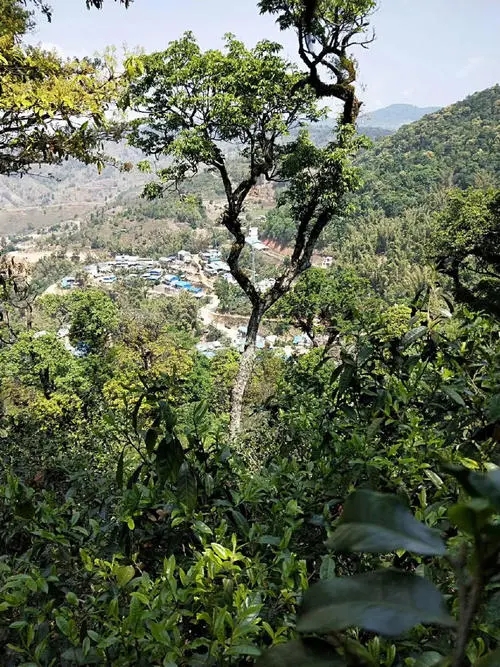 2021年勐宋那卡古樹秋茶價(jià)格？