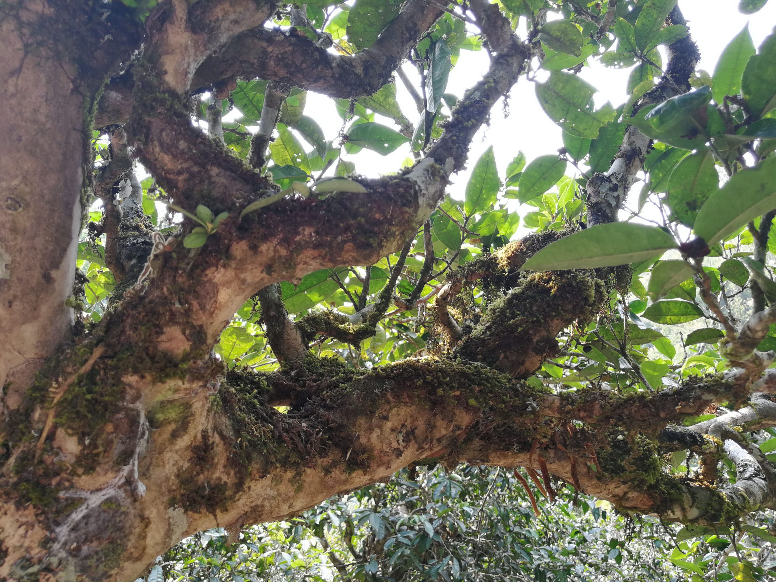 2021年勐宋那卡古樹秋茶品鑒實錄！