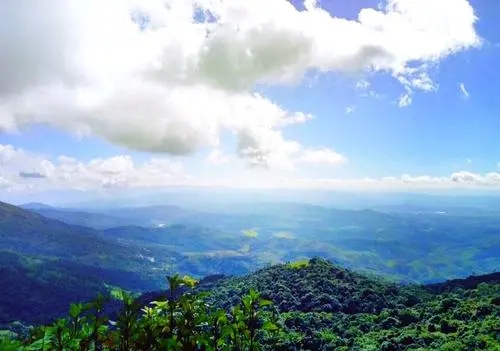 2021年滑竹梁子古樹(shù)秋茶特點(diǎn)？