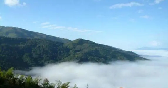 2021年滑竹梁子古樹品鑒實錄？