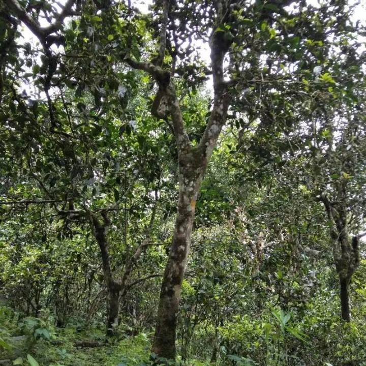 2021年巴達(dá)山章朗古樹(shù)秋茶口感？