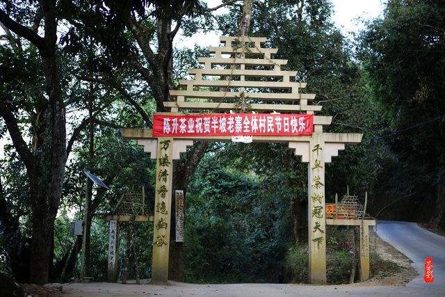 2021年南糯山半坡老寨古樹(shù)秋茶價(jià)格？