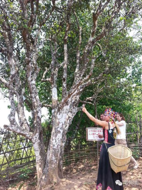 2021年帕沙古樹(shù)秋茶價(jià)格是多少？