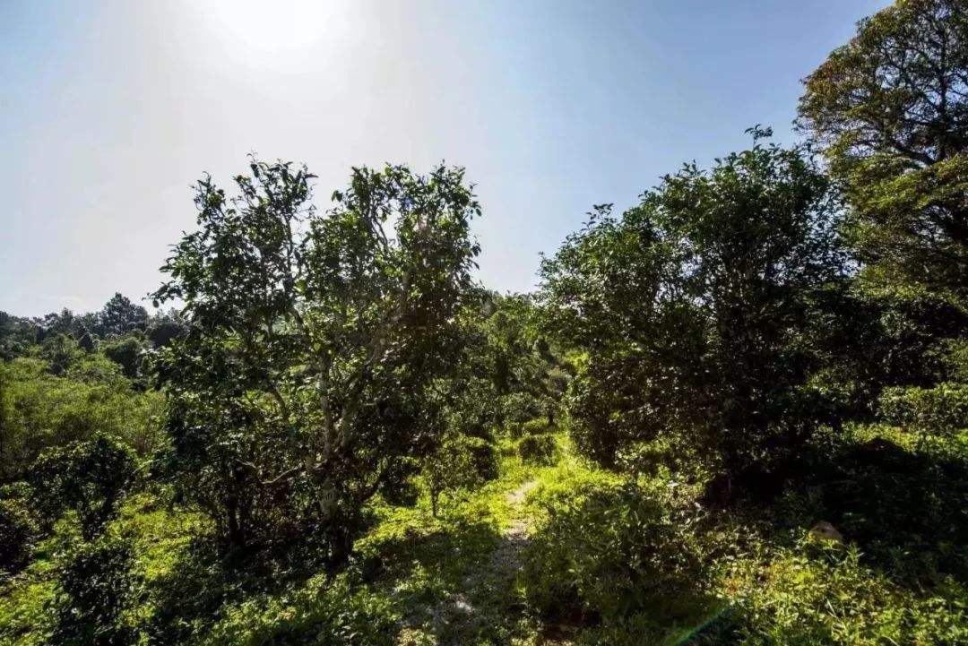 2022年迷帝古樹春茶多少錢一公斤？