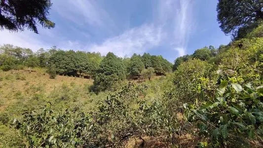 2022年墨江鳳凰窩古樹春茶口感是什么？