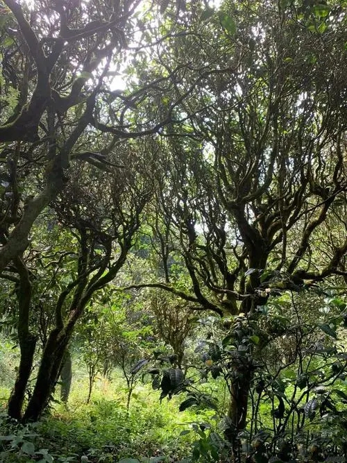 2022年墨江鳳凰窩古樹(shù)春茶多少錢(qián)一公斤？