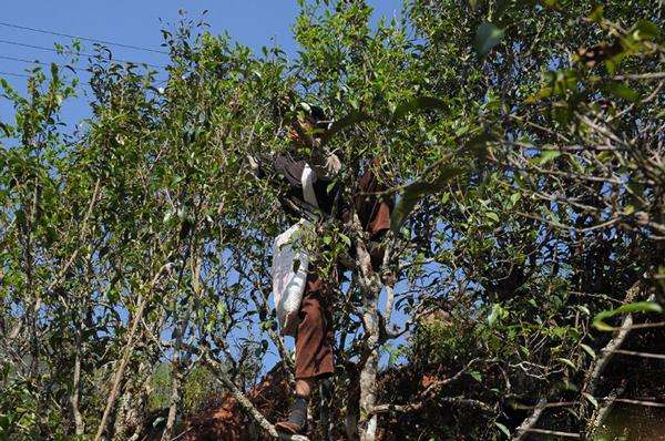 2022年景谷黃草壩古樹春茶品鑒實(shí)錄！