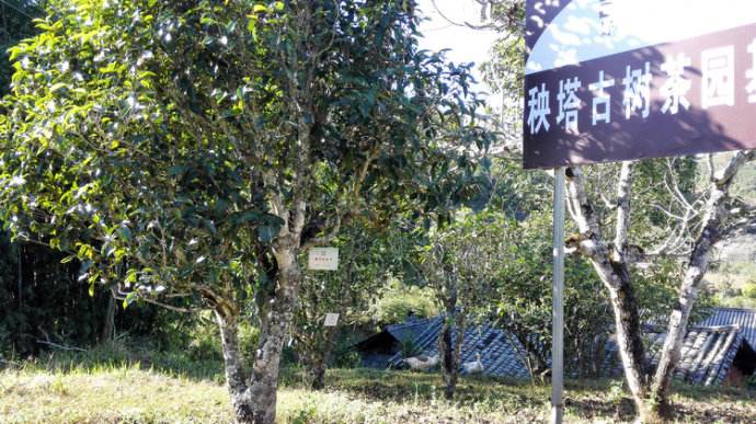 2022年景谷秧塔古樹春茶詳情介紹！