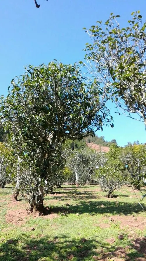 2022年景谷秧塔古樹春茶價(jià)格是多少？