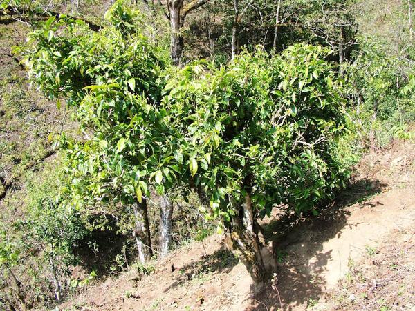 2022年景東御筆古茶山古樹(shù)春茶特點(diǎn)？