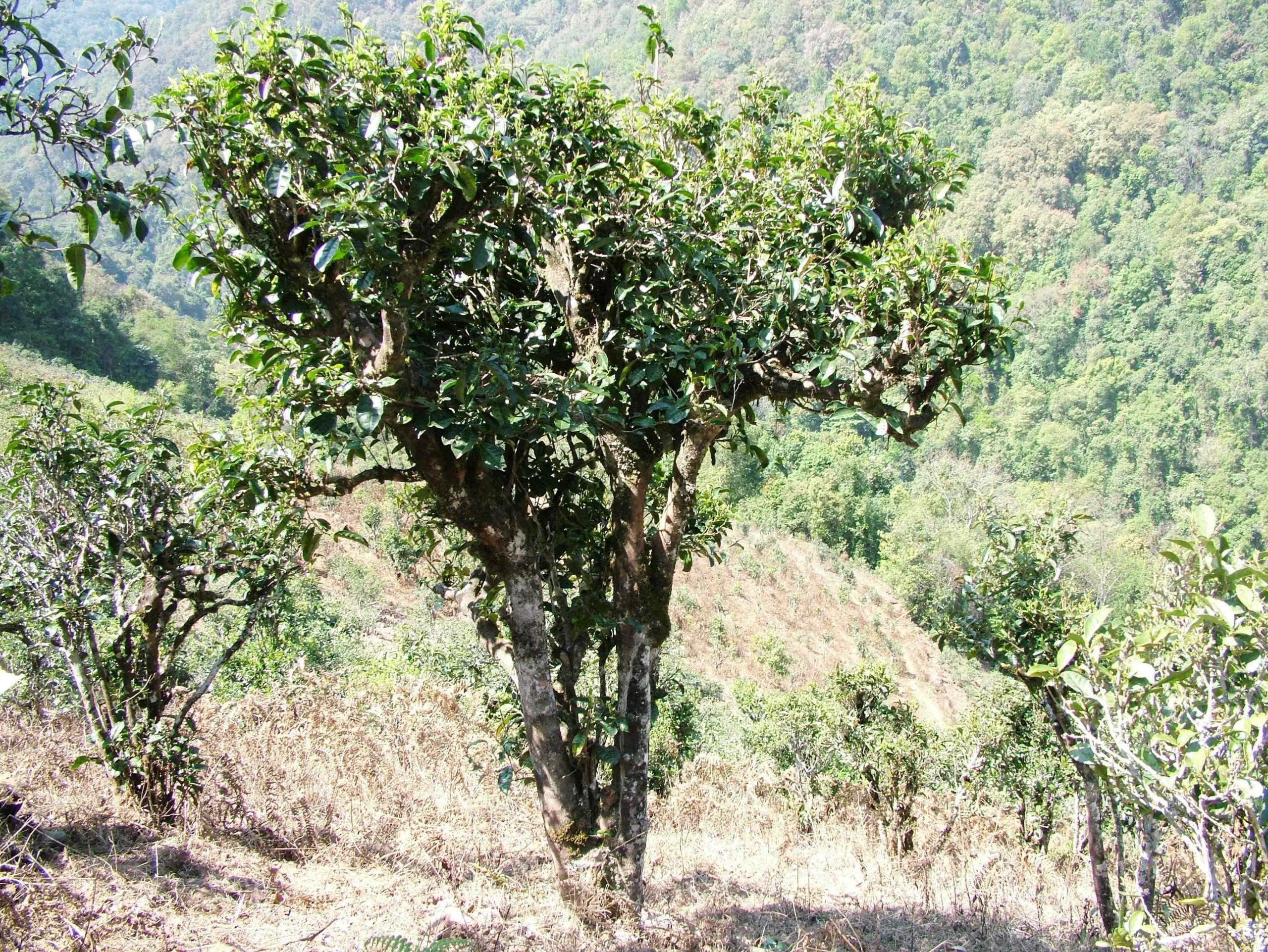 2022年景東御筆古樹春茶口感是什么？