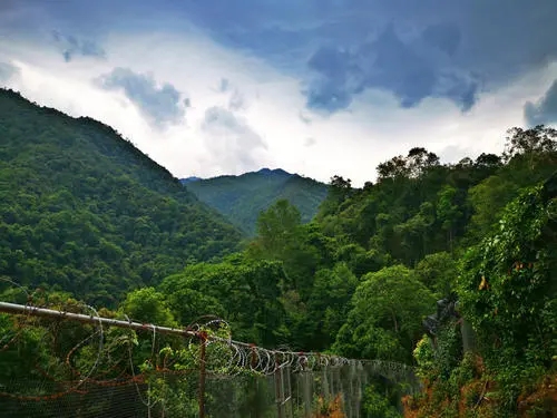 2022年景東御筆古樹春茶價格多少？