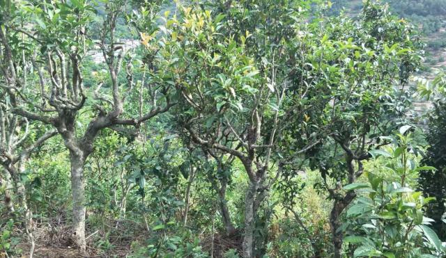 2022年景東金鼎古樹春茶口感特點(diǎn)？