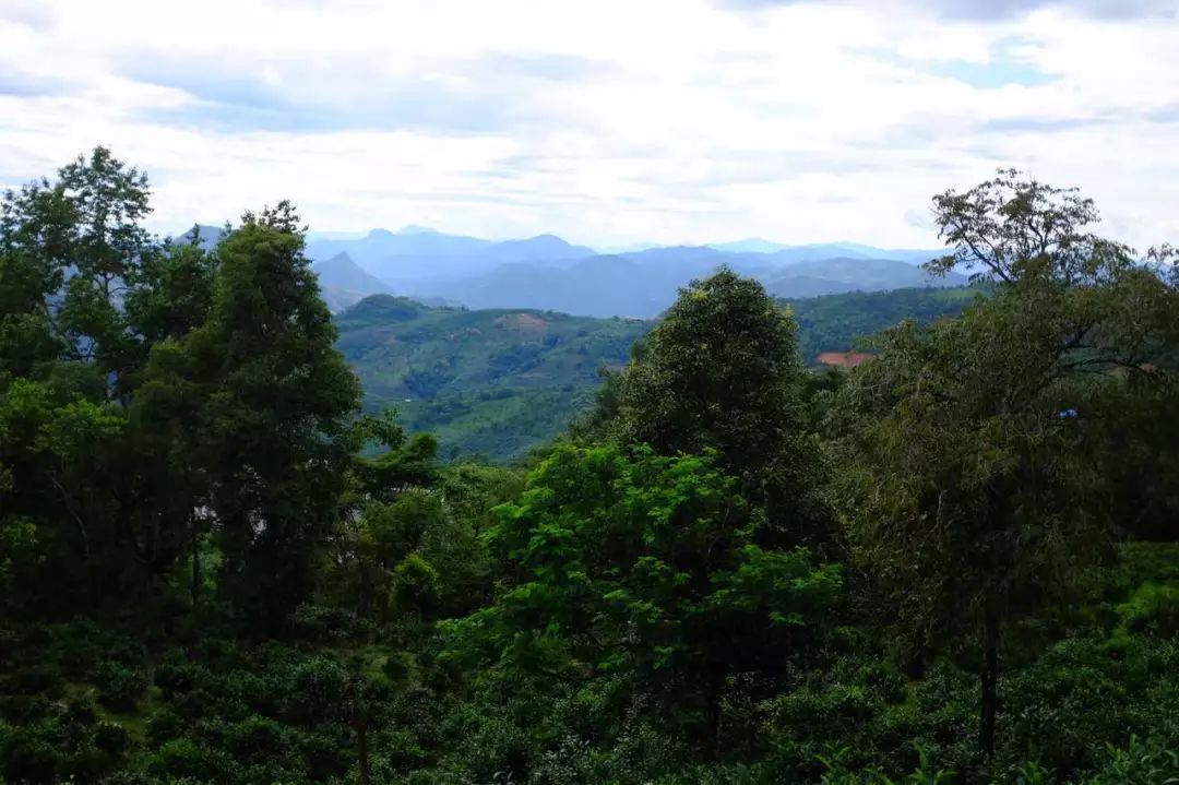 2022年景東祭茶祖 迎春茶，古樹(shù)春茶多少錢一公斤？