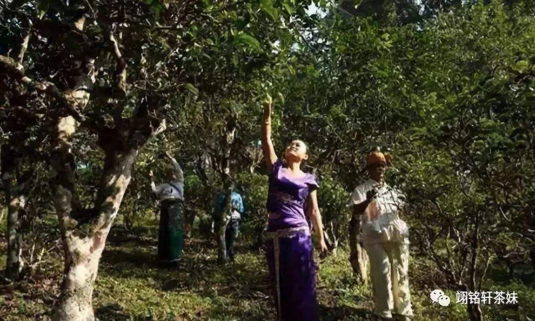 2022年鎮(zhèn)沅爺號(hào)大爺馬鄧古樹春茶特點(diǎn)？