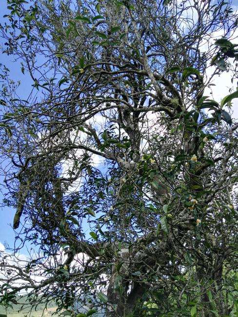 2022年鎮(zhèn)沅老海塘古樹春茶特點？