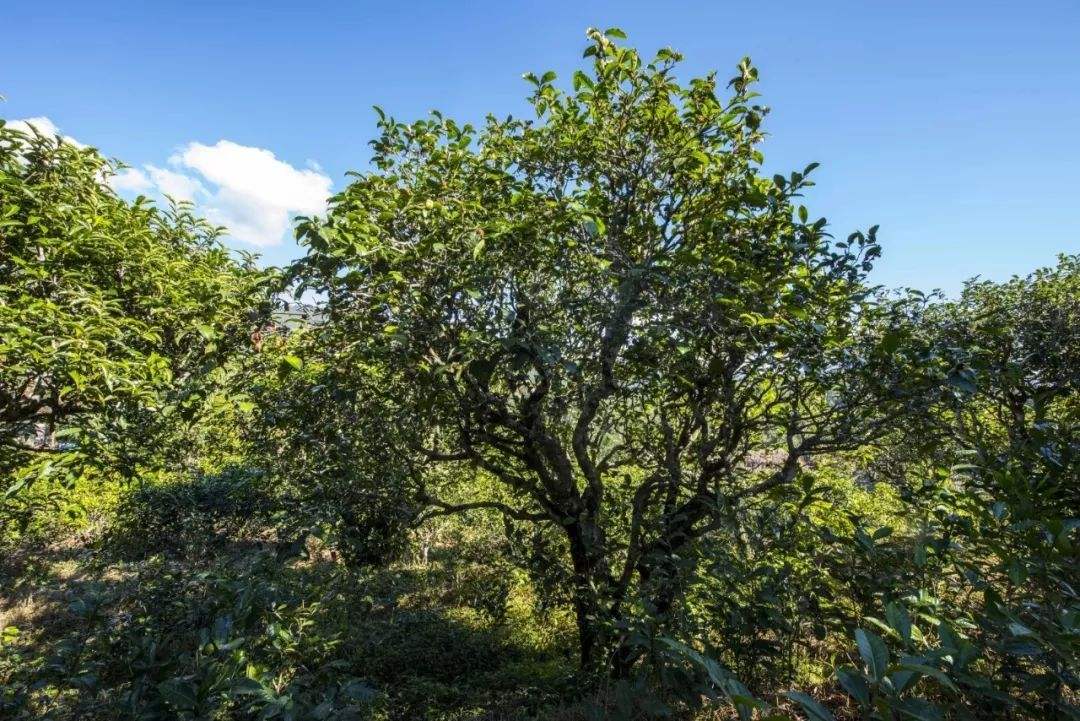 2022年鎮(zhèn)沅老海塘古樹春茶口感？