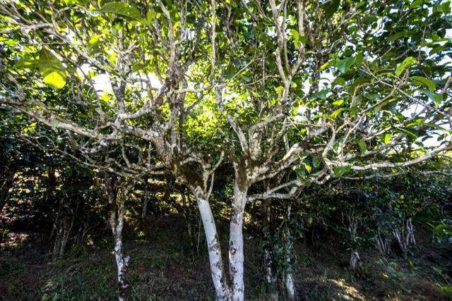 2022年鎮(zhèn)沅老海塘古樹春茶價格？