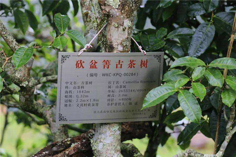 2022年鎮(zhèn)沅砍盆箐古樹(shù)春茶價(jià)格？
