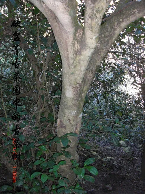 2022年鎮(zhèn)沅砍盆箐古樹春茶多少錢一公斤？